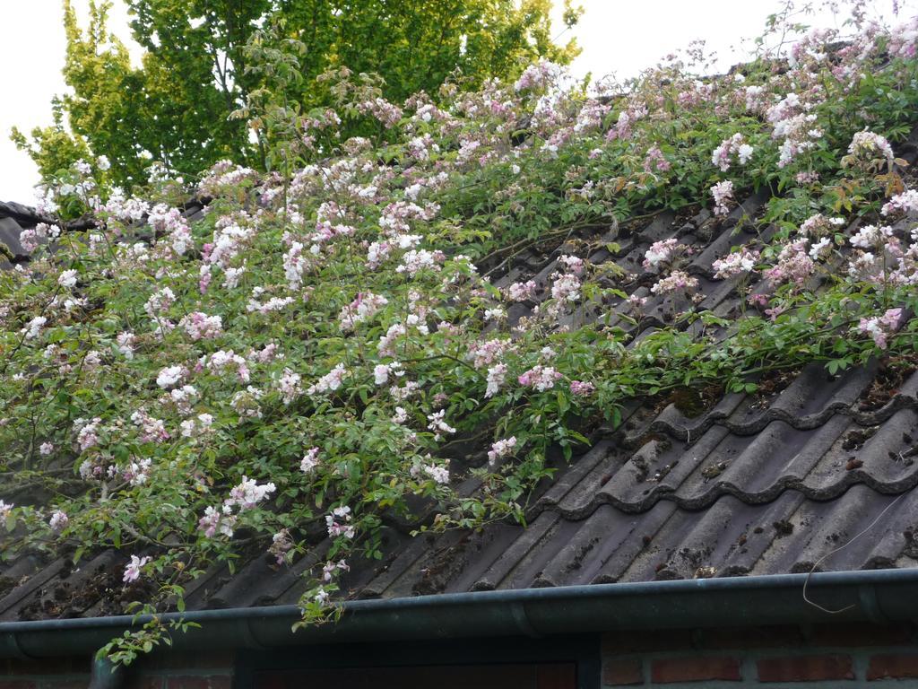 Tweepersoonskamer met 2 aparte bedden en Uitzicht op de Tuin