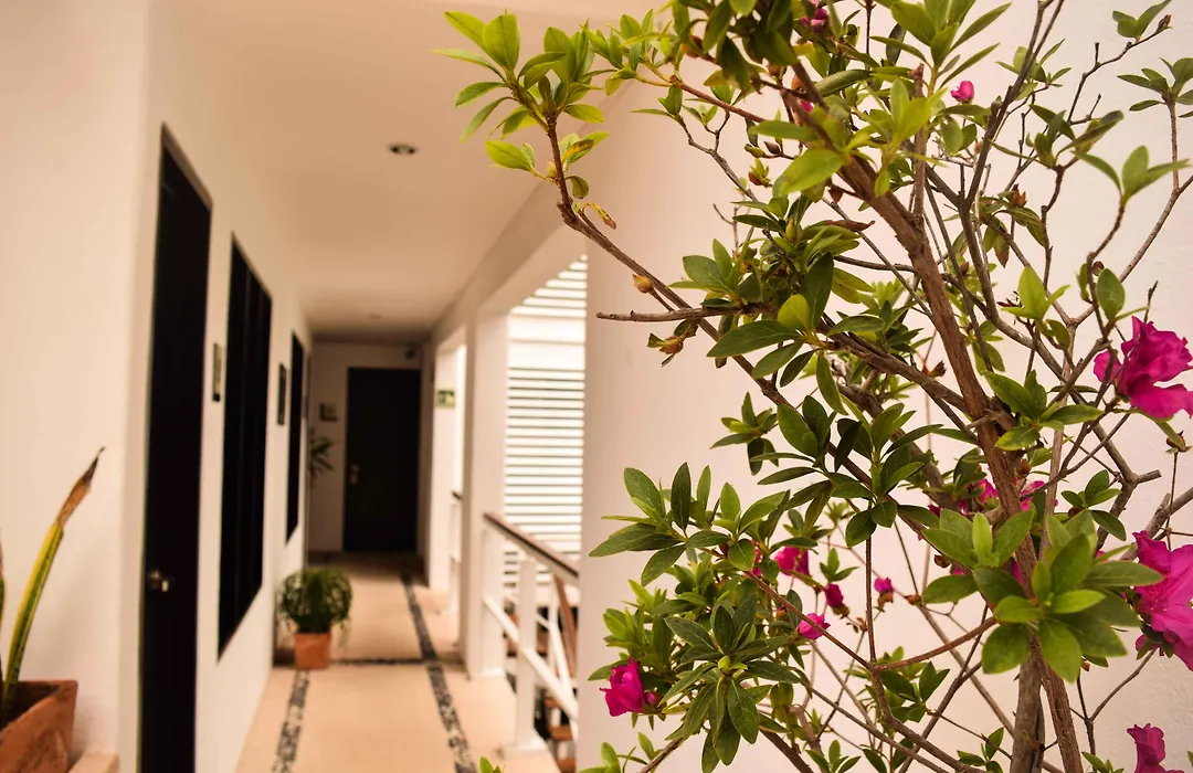 Casa Ticul Hotel Boutique - 5Th Ave (Adults Only)-1