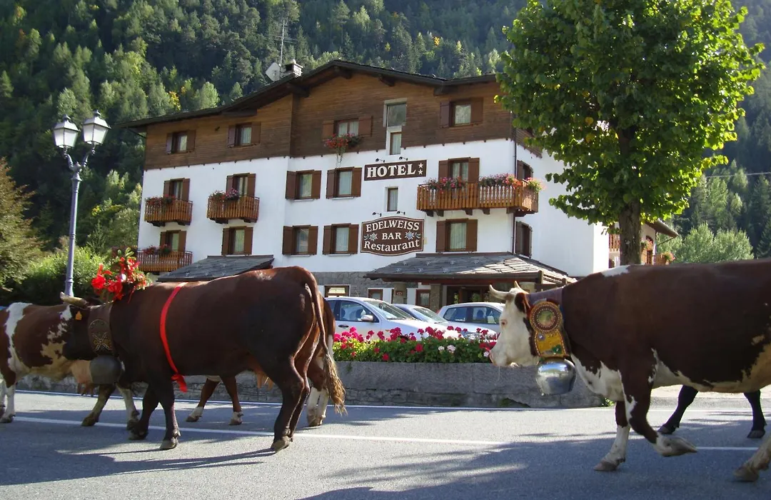 Hotel Edelweiss-1