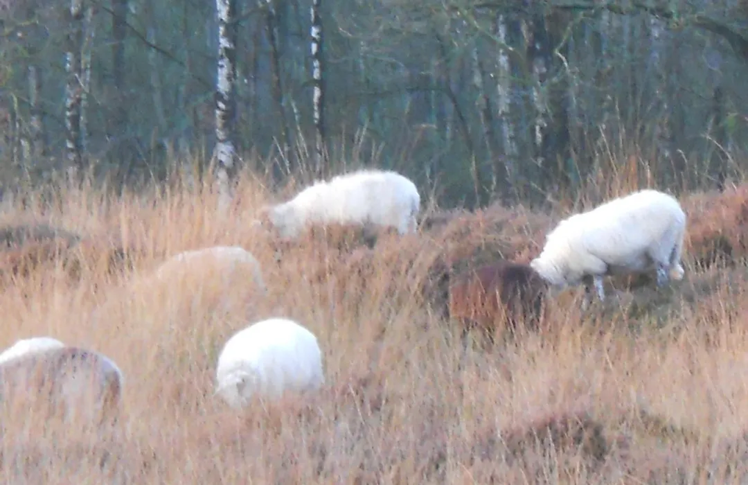 Slaopen en Stoet-1