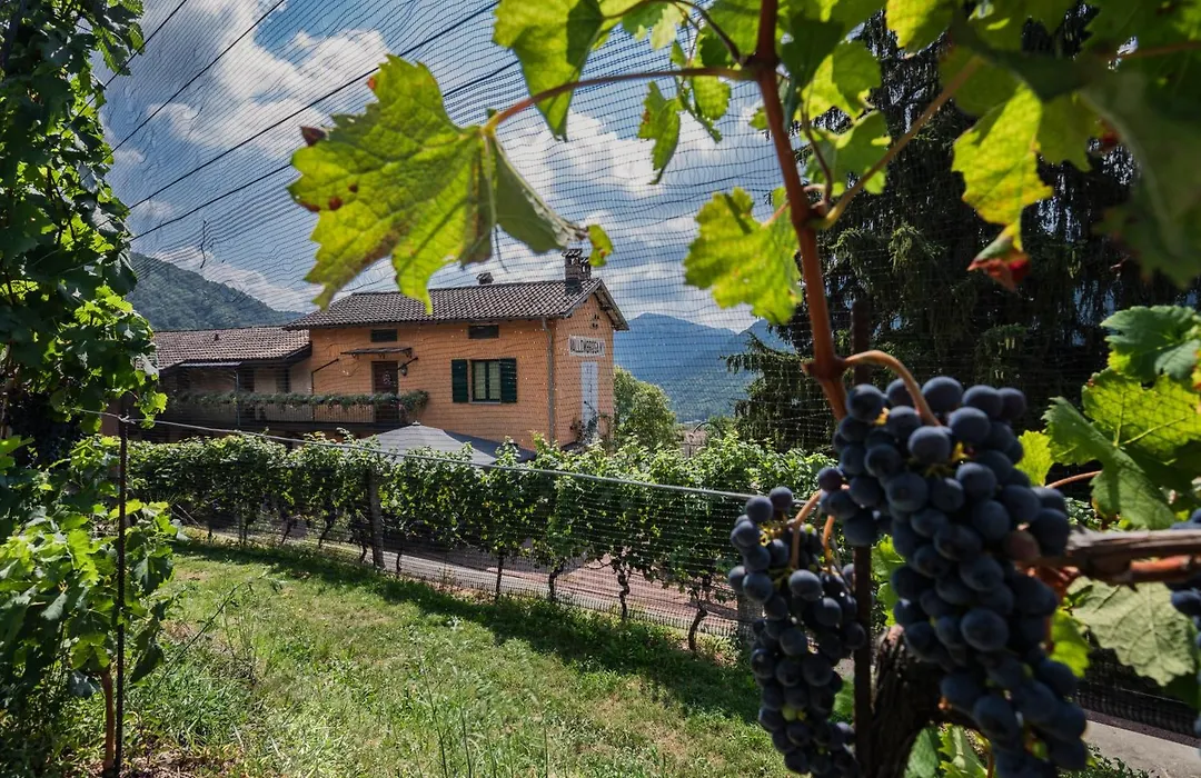 Wine & Art Relais Vallombrosa-1