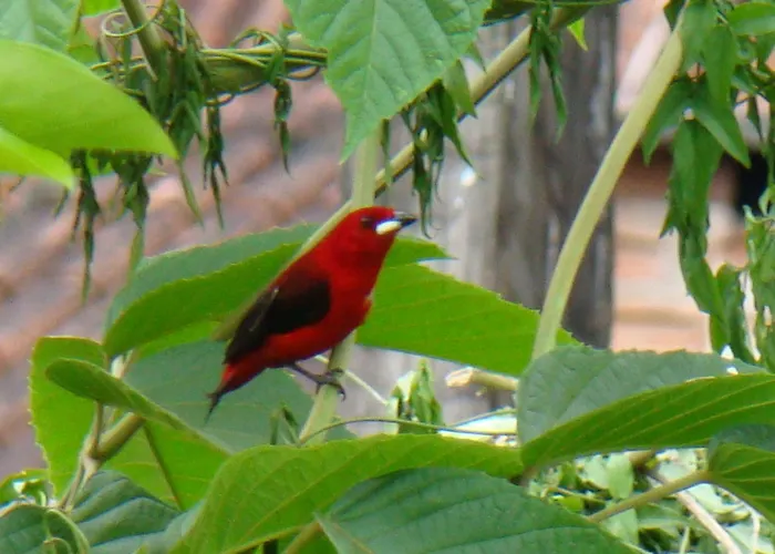 Pousada Verde Novo Visconde De Maua