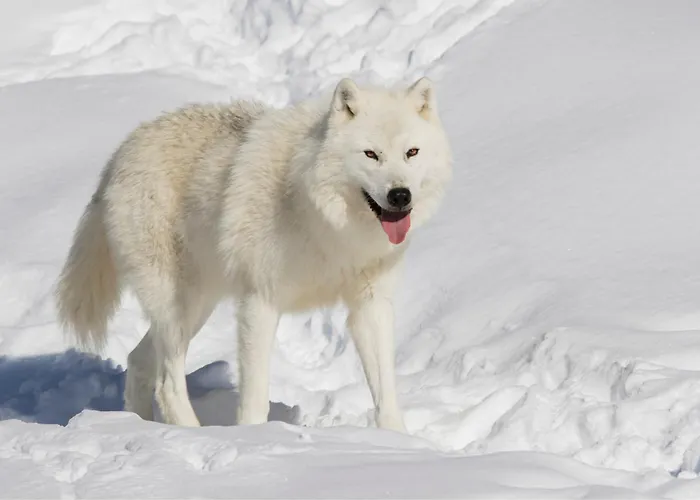 Parc Omega